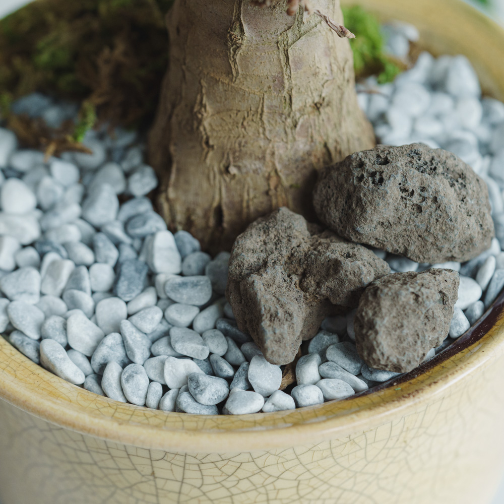 一点もの】ユッカ/murmures(ミュールミル)/瑞雲 ずいうん 黄L | 青山