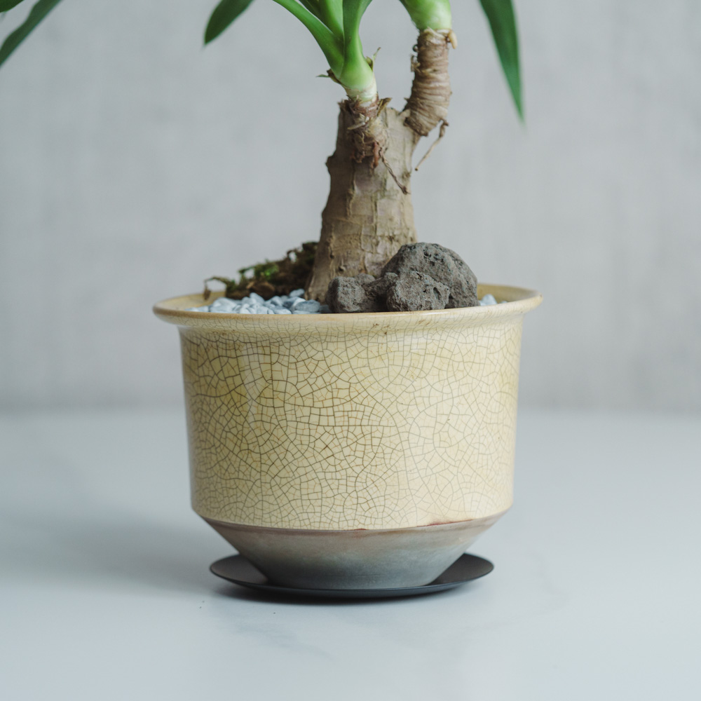 一点もの】ユッカ/murmures(ミュールミル)/瑞雲 ずいうん 黄L | 青山