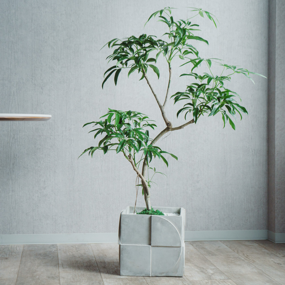 観葉植物（30,000円～） | 青山フラワーマーケット | 青山フラワー