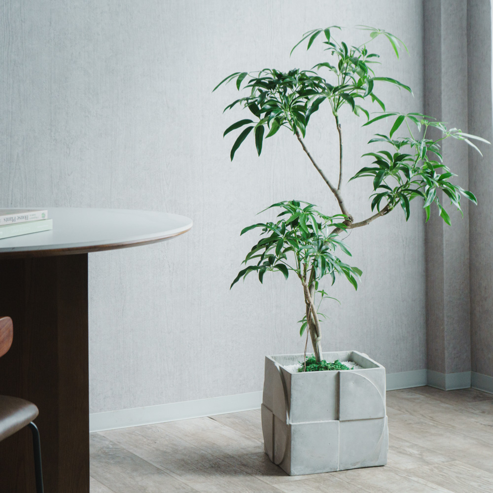 一点もの】シェフレラ・アンガスティフォリア/SERAX (セラックス)/Pot