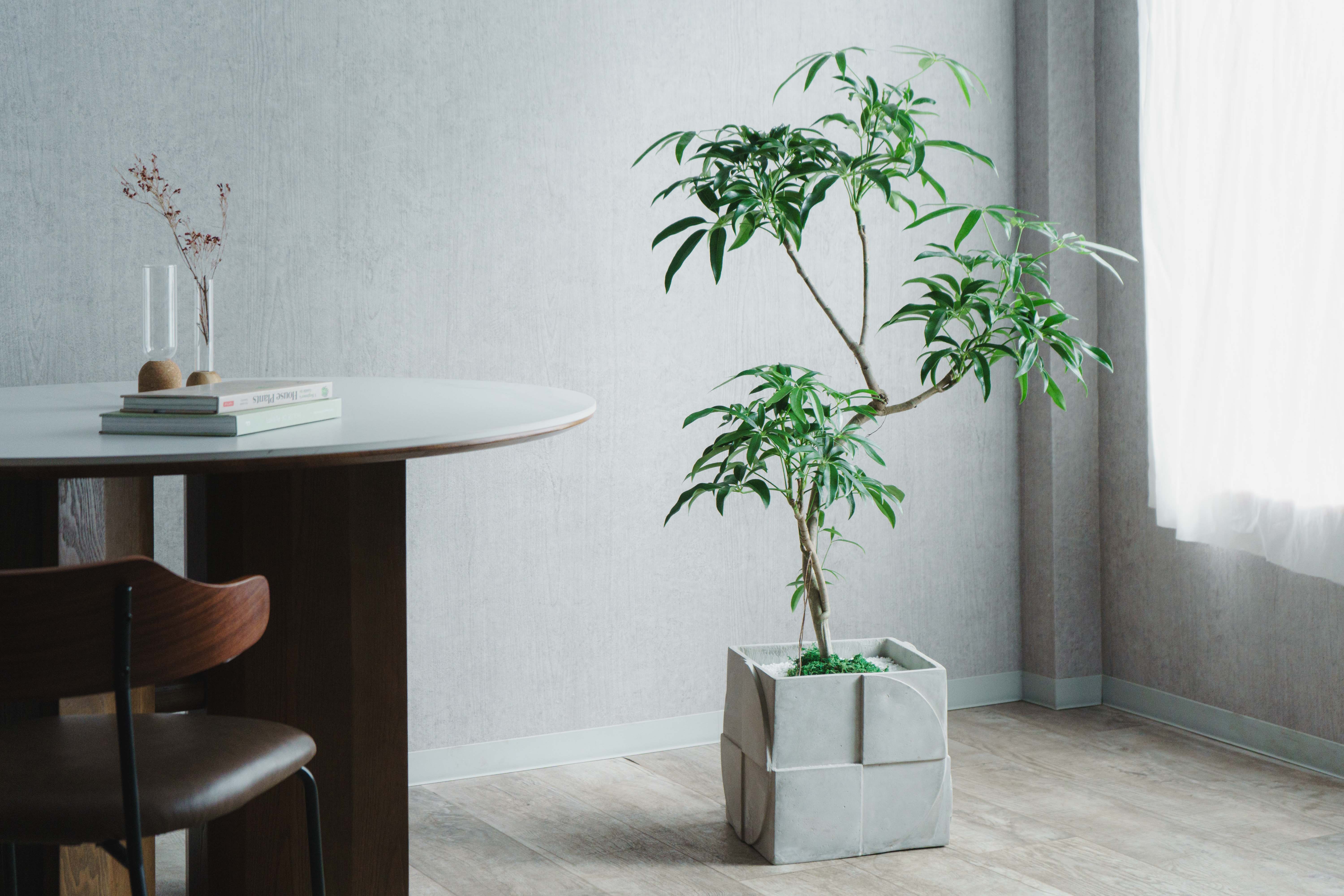 一点もの】シェフレラ・アンガスティフォリア/SERAX (セラックス)/Pot