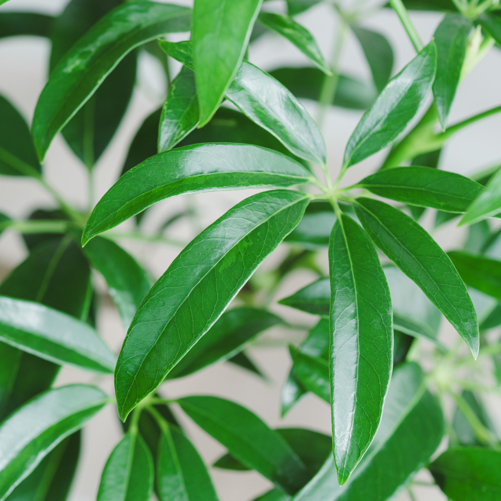 一点もの】シェフレラ・アンガスティフォリア/SERAX (セラックス)/Pot