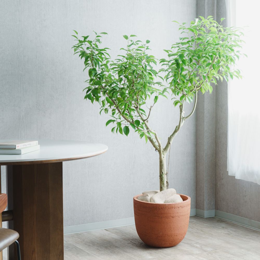 大鉢サイズ | 青山フラワーマーケット | 青山フラワーマーケット｜花束