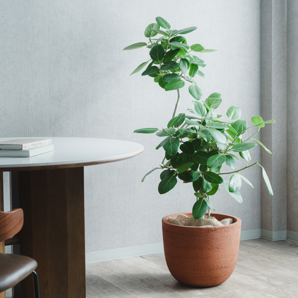 観葉植物 | 青山フラワーマーケット | 青山フラワーマーケット｜花束