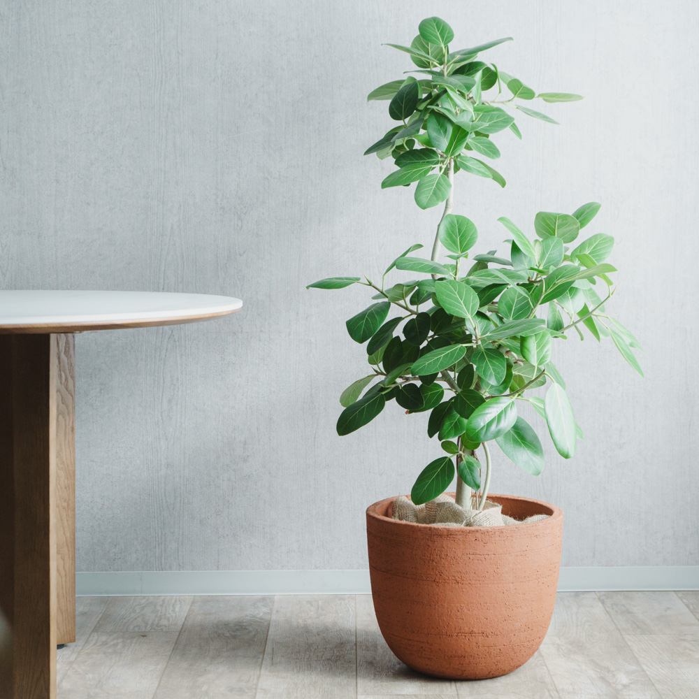 一点もの】フィカス・ベンガレンシス/DOMANI(ドマーニ)/ESPOO TEP40