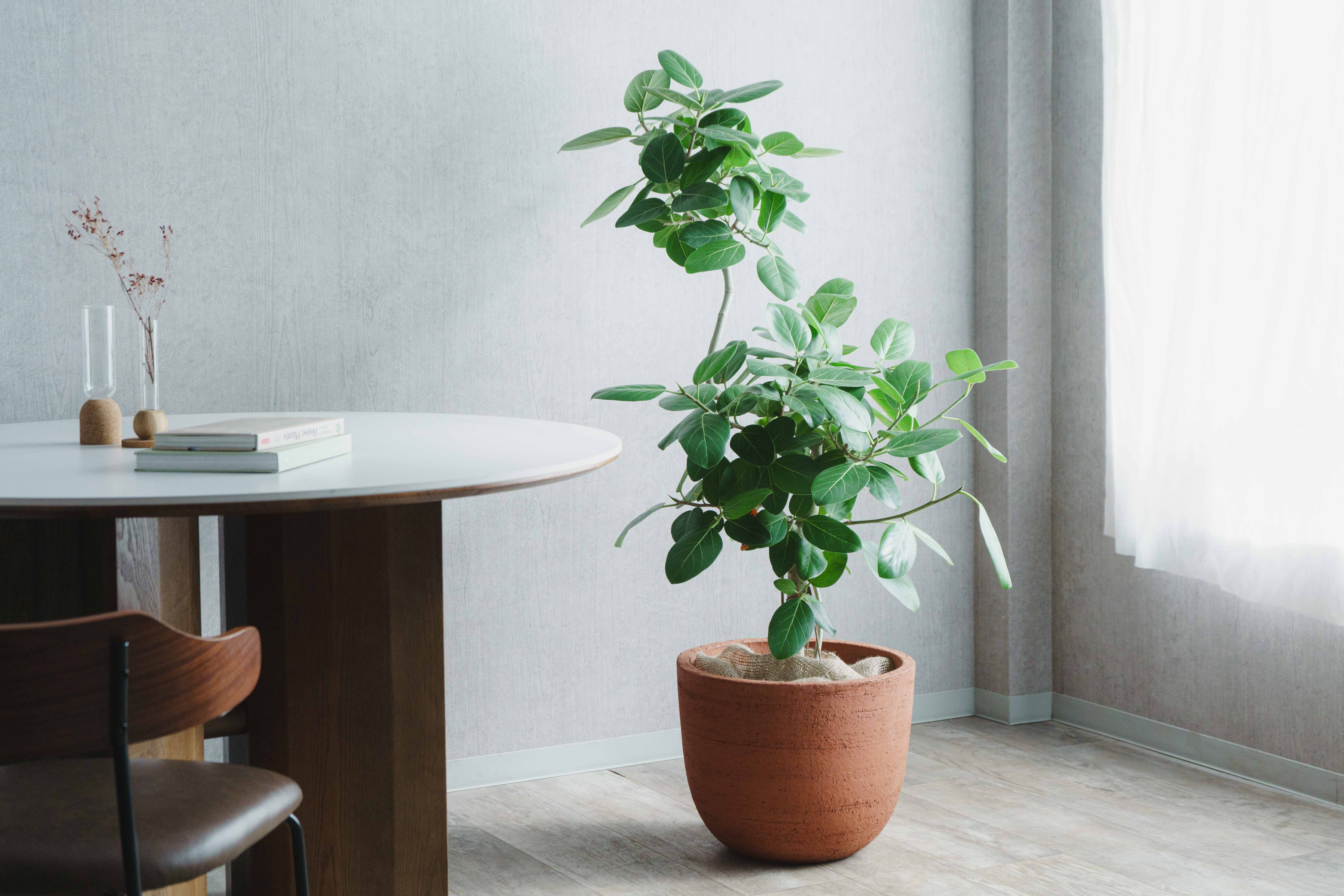 一点もの】フィカス・ベンガレンシス/DOMANI(ドマーニ)/ESPOO TEP40