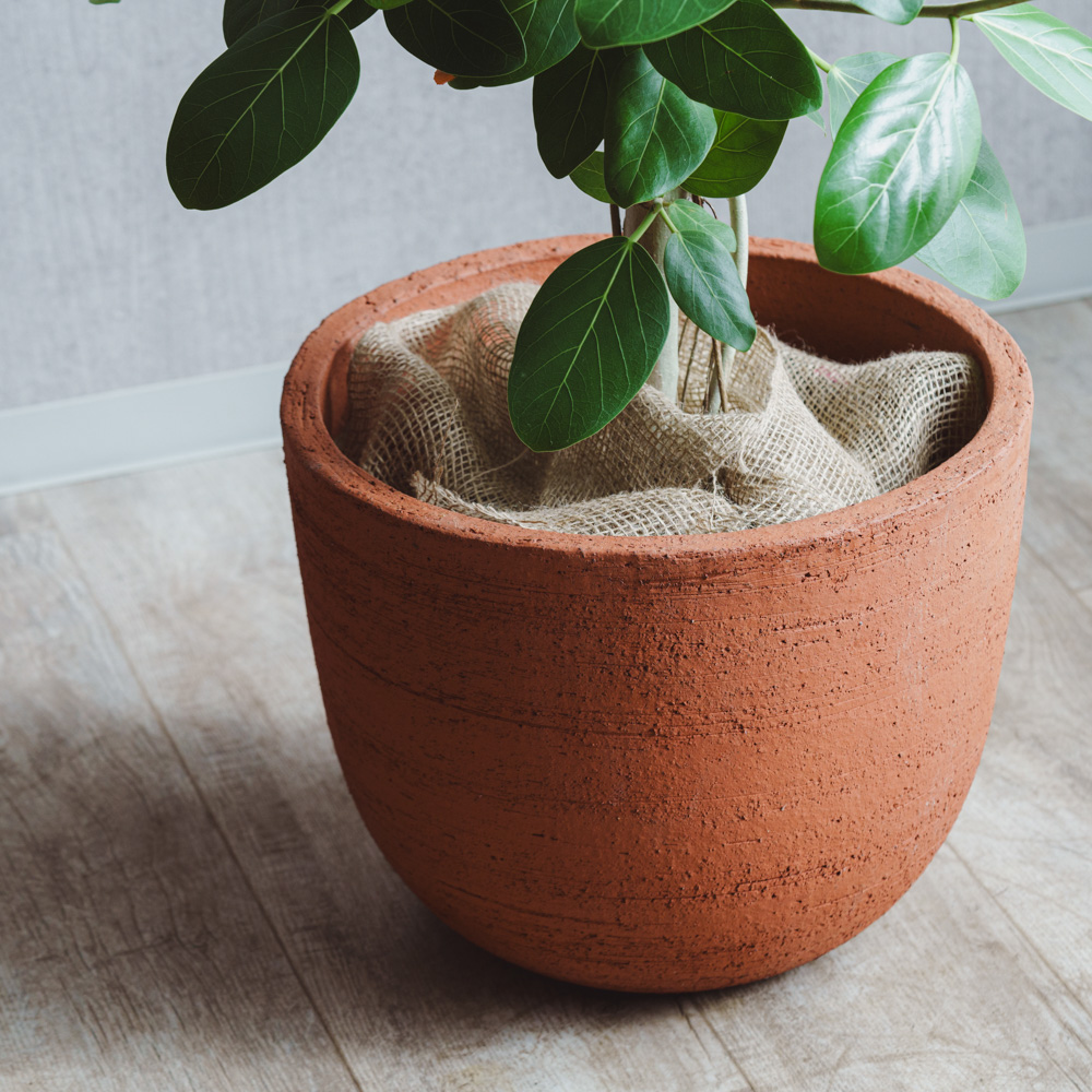 一点もの】フィカス・ベンガレンシス/DOMANI(ドマーニ)/ESPOO TEP40