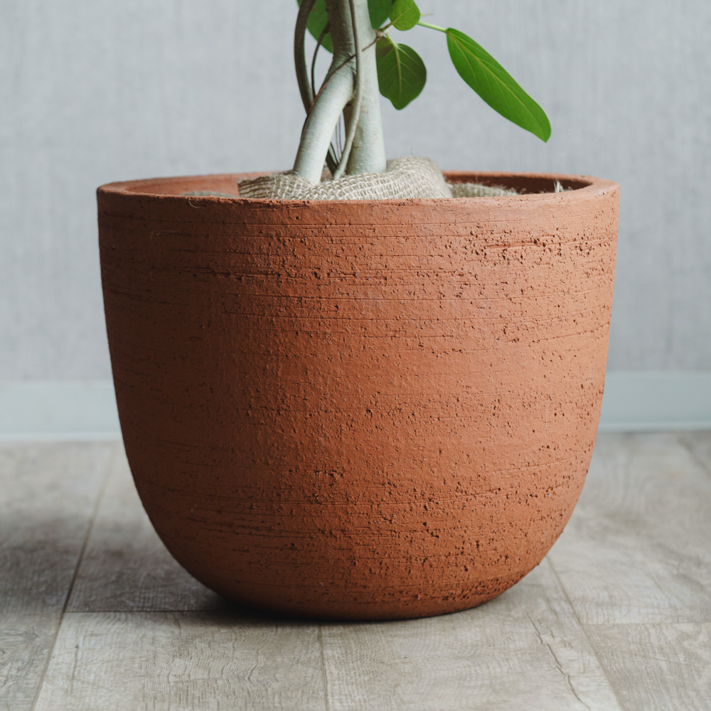 一点もの】フィカス・ベンガレンシス/DOMANI(ドマーニ)/ESPOO TEP40