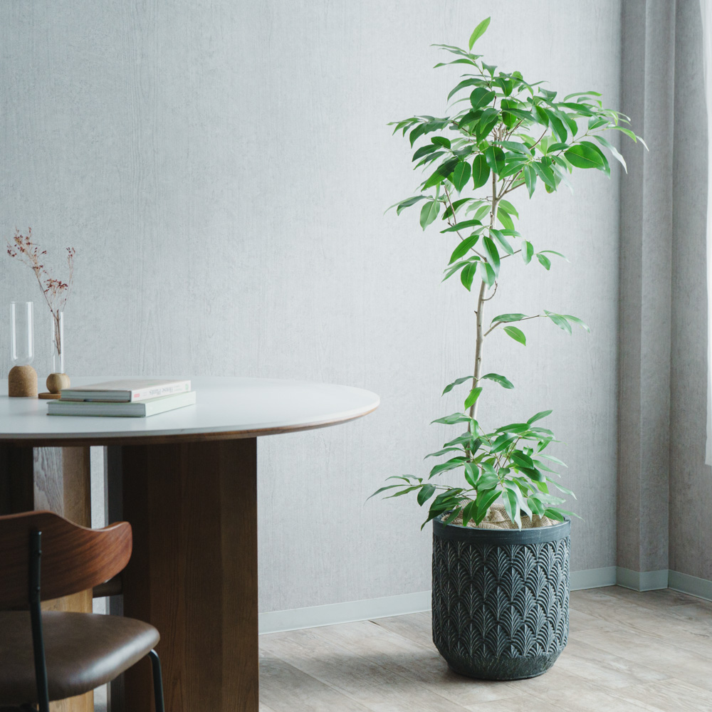 大鉢サイズ | 青山フラワーマーケット | 青山フラワーマーケット｜花束