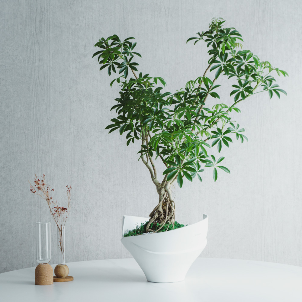 一点もの】シェフレラ・コンパクタ/PATINA(パティーナ)/Patina Vase