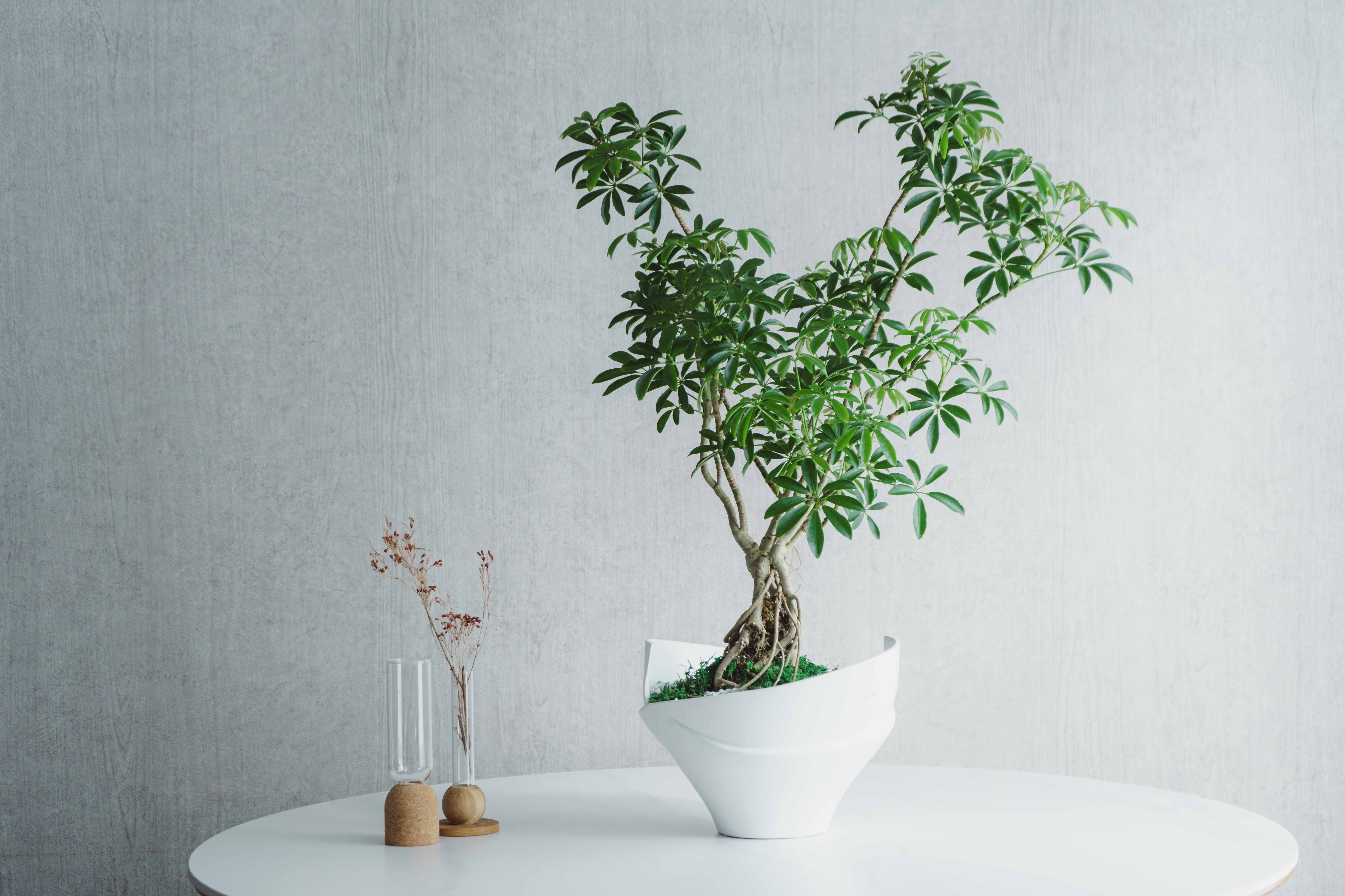 一点もの】シェフレラ・コンパクタ/PATINA(パティーナ)/Patina Vase