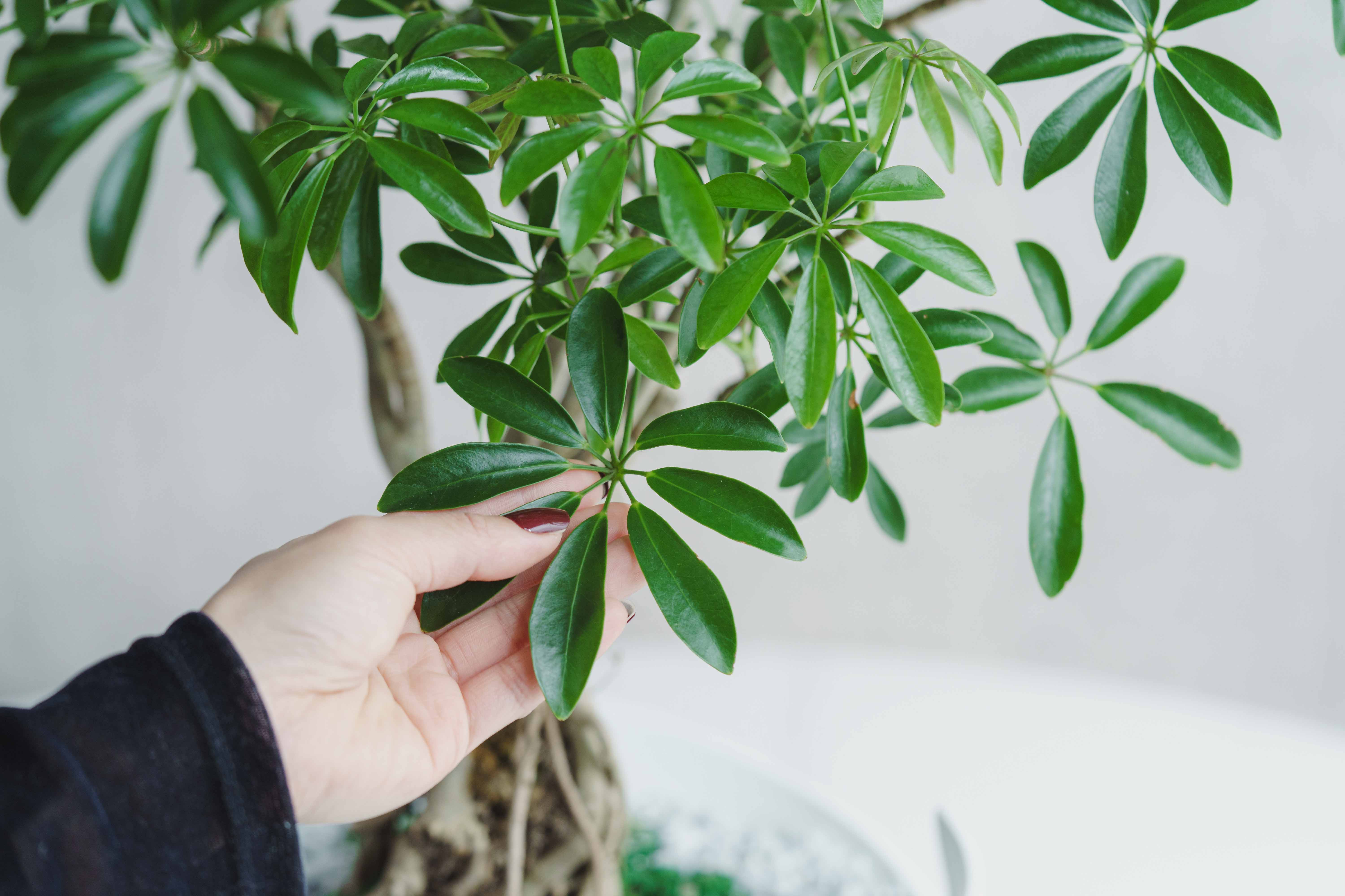 errer 葉脈 真鍮 樹脂標本 植物標本 アンティーク errer 葉脈 真鍮