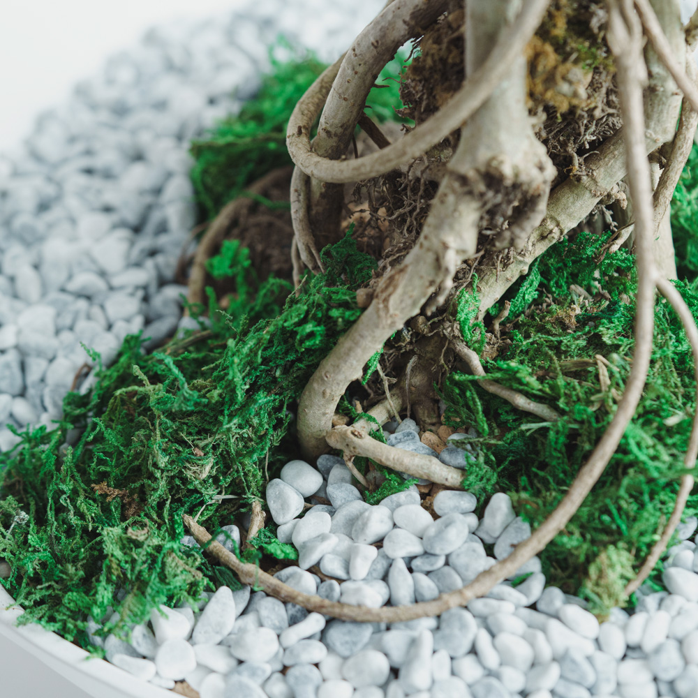 一点もの】シェフレラ・コンパクタ/PATINA(パティーナ)/Patina Vase