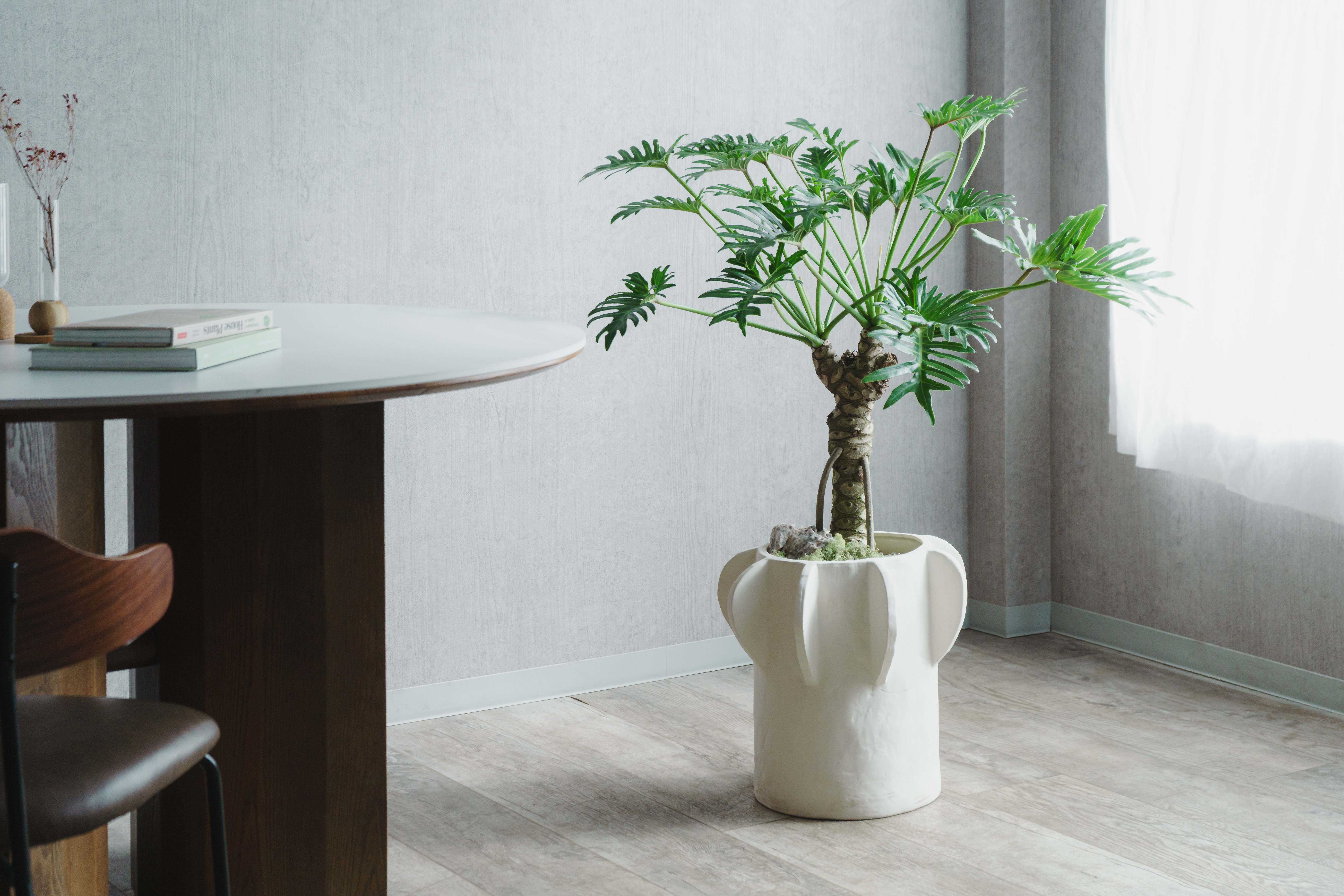 一点もの】フィロデンドロン・オージー(クッカバラ)/SERAX(セラックス