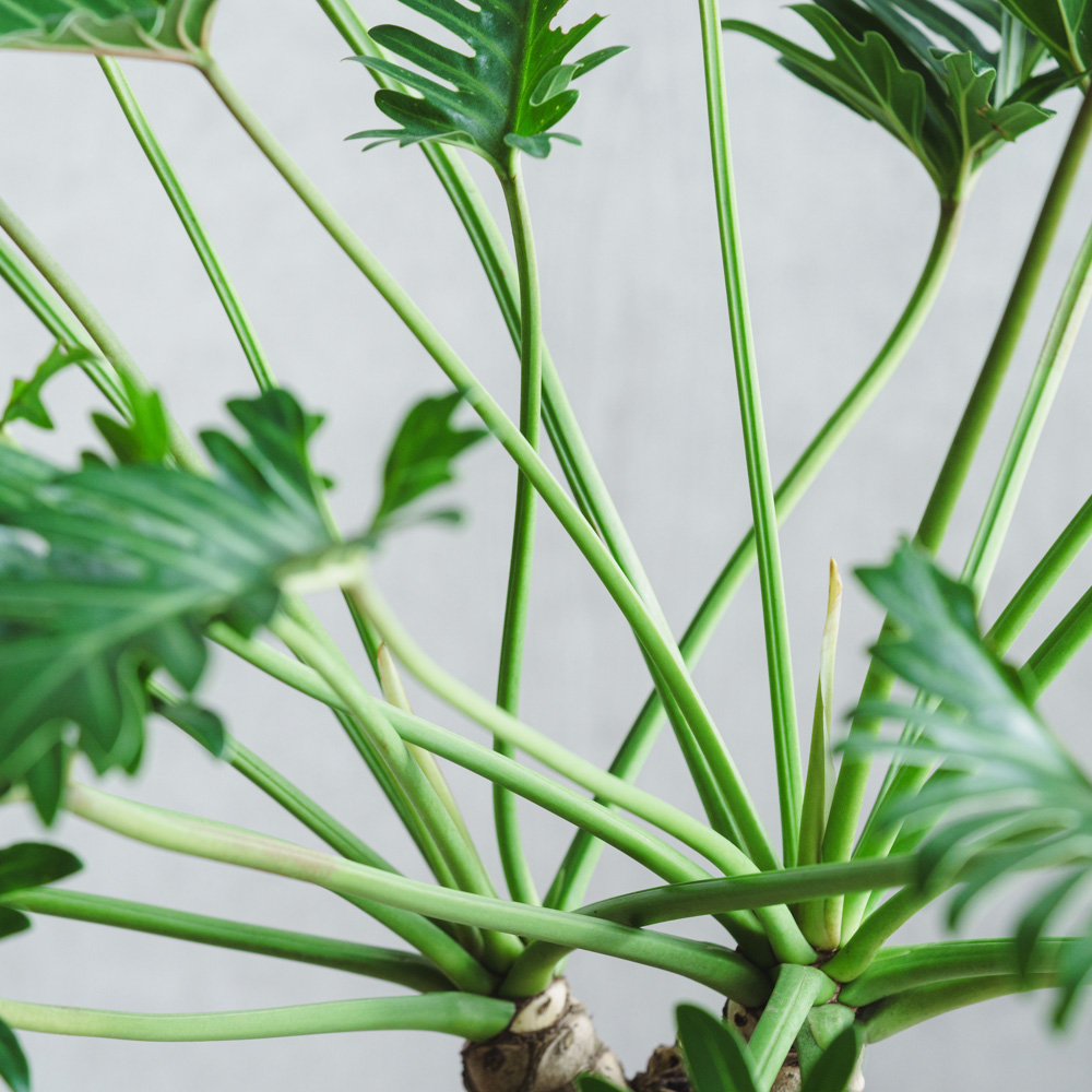 植物 一点物】堀切園 クリスマスローズ ウィンターシンフォニー HEXE