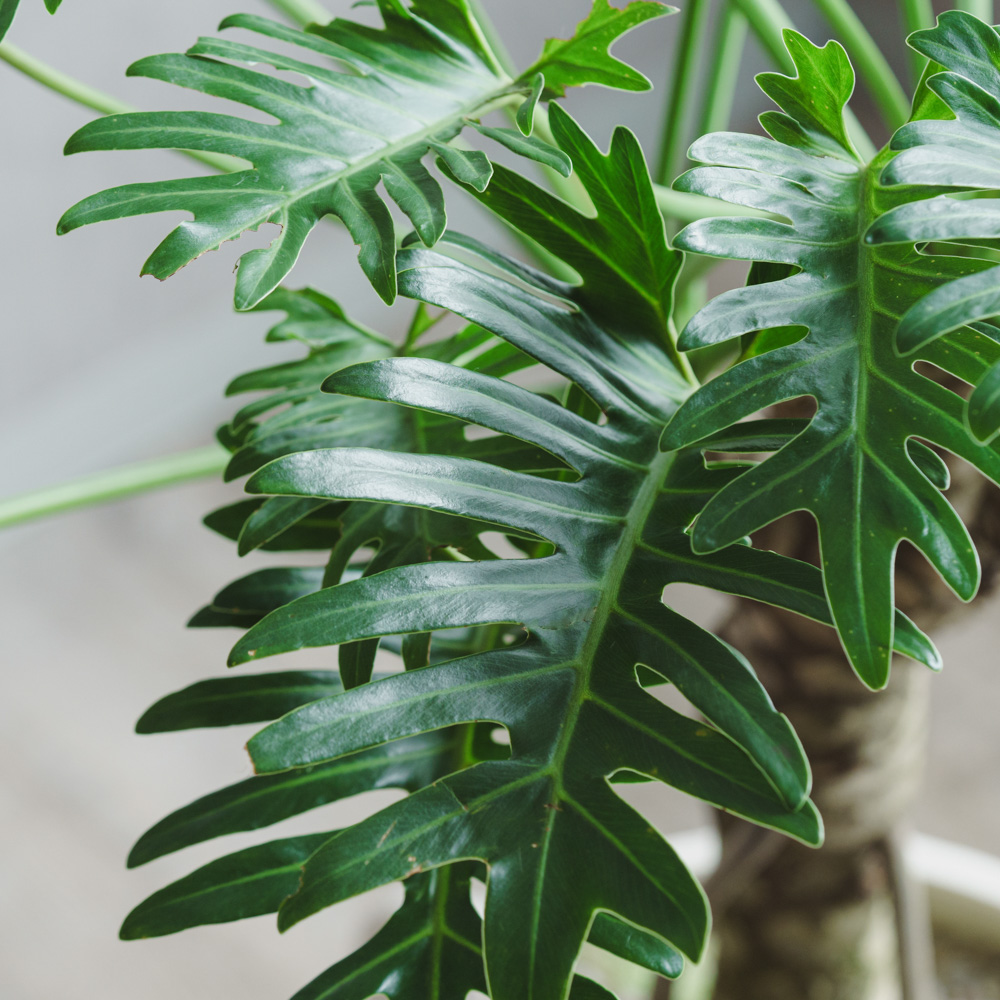 一点もの】フィロデンドロン・オージー(クッカバラ)/SERAX(セラックス