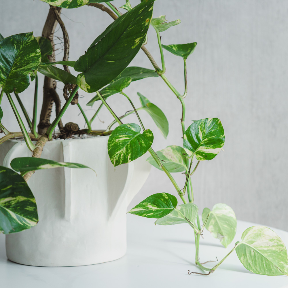 青山フラワーマーケット｜花束・ギフトのオンラインショップ