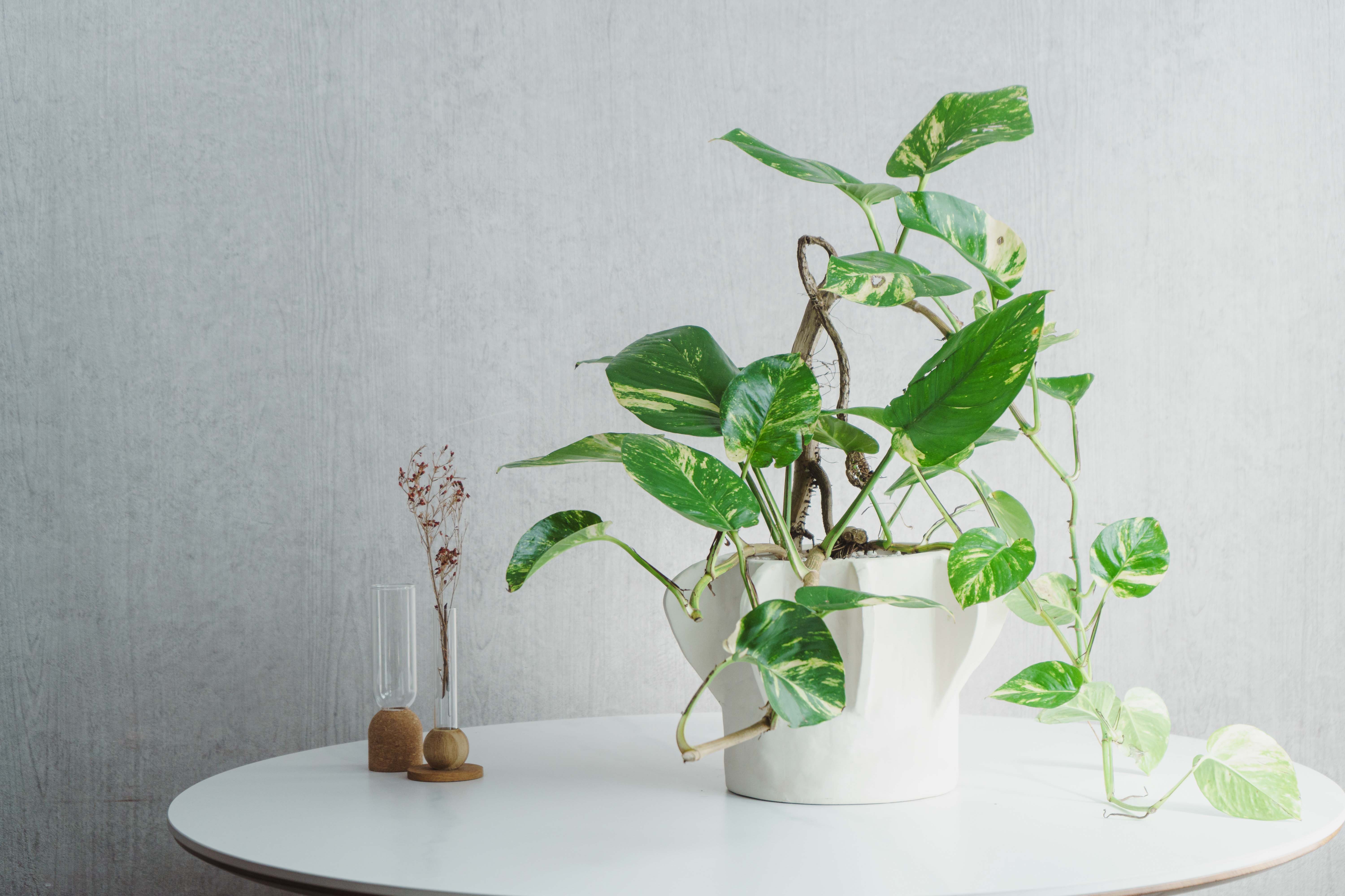 一点もの】ポトス・キング/SERAX(セラックス)/Flower Pot 02 M Beige