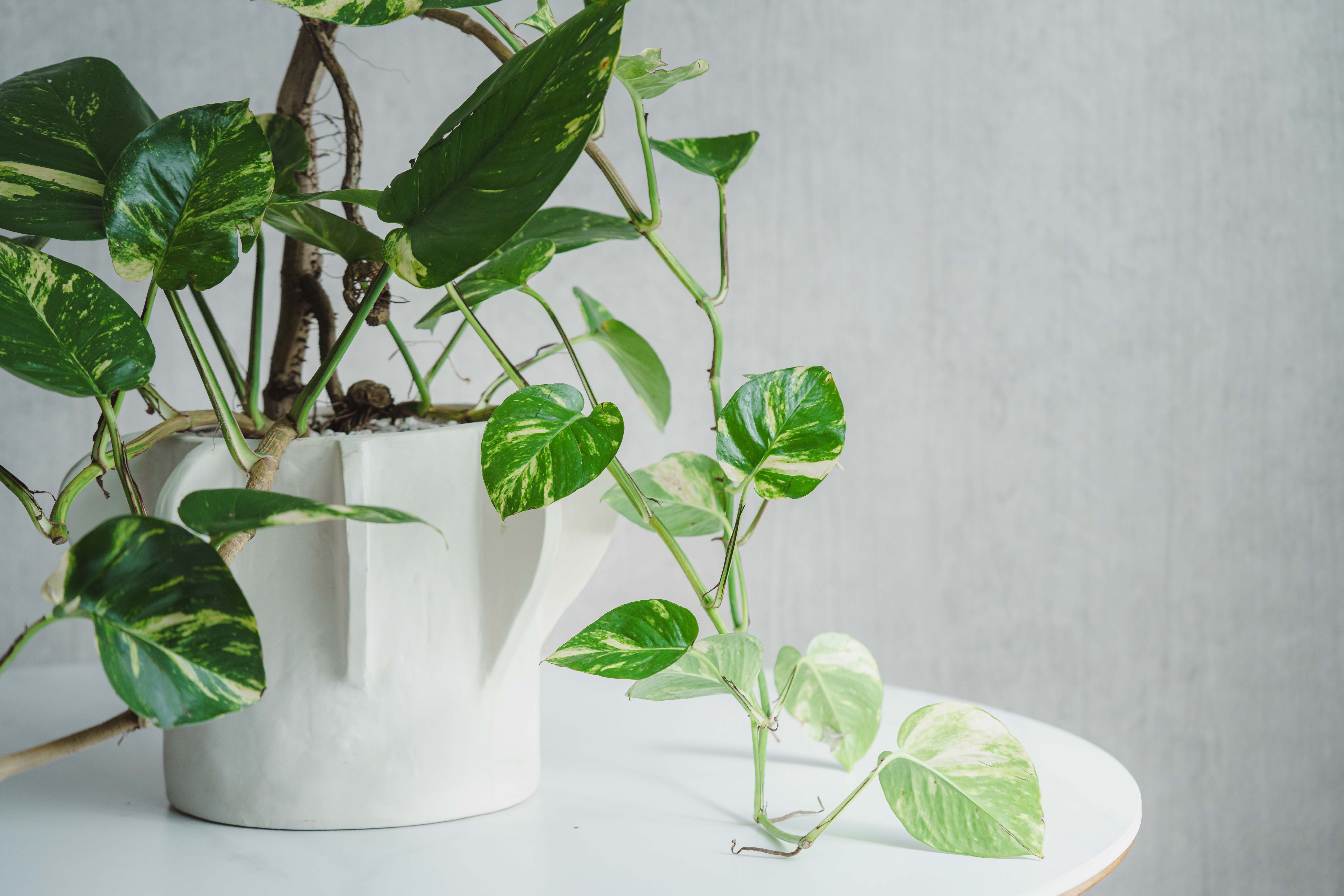 一点もの】ポトス・キング/SERAX(セラックス)/Flower Pot 02 M Beige