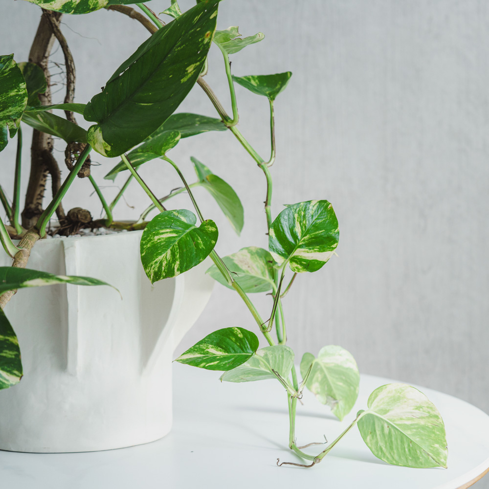 一点もの】ポトス・キング/SERAX(セラックス)/Flower Pot 02 M Beige