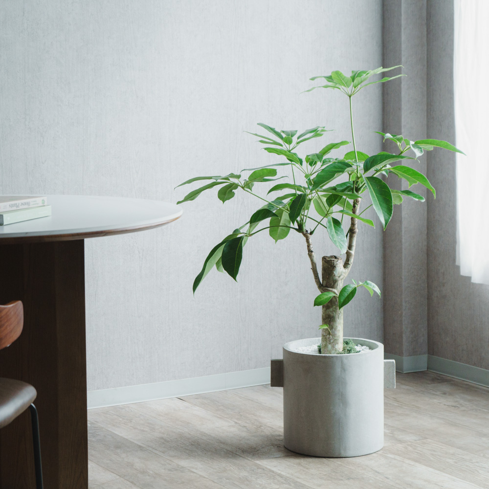 一点もの】ブラッサイア/SERAX(セラックス)/Pot Concrete Rond Naturel