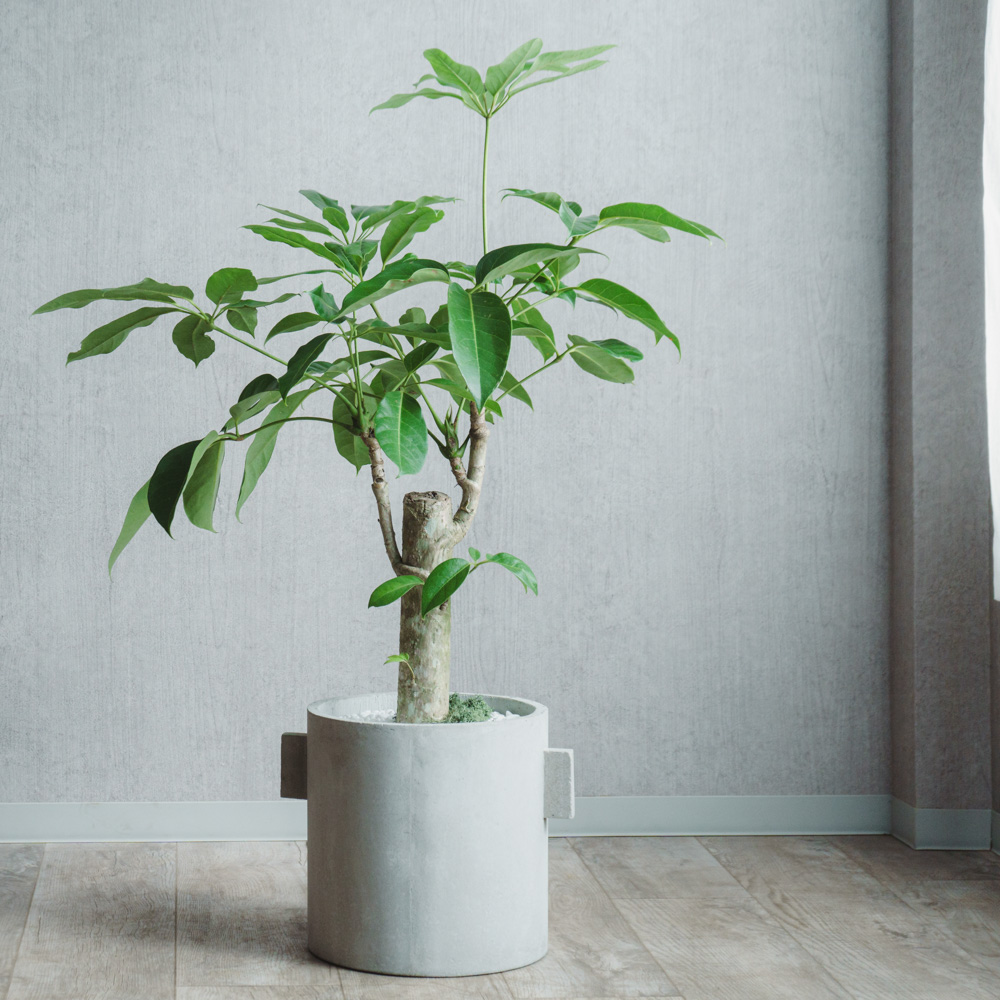 一点もの】ブラッサイア/SERAX(セラックス)/Pot Concrete Rond Naturel