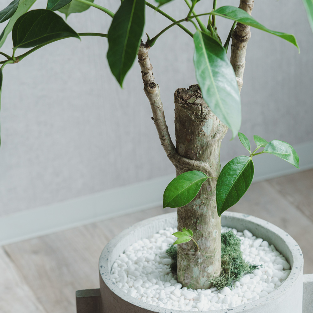 一点もの】ブラッサイア/SERAX(セラックス)/Pot Concrete Rond Naturel