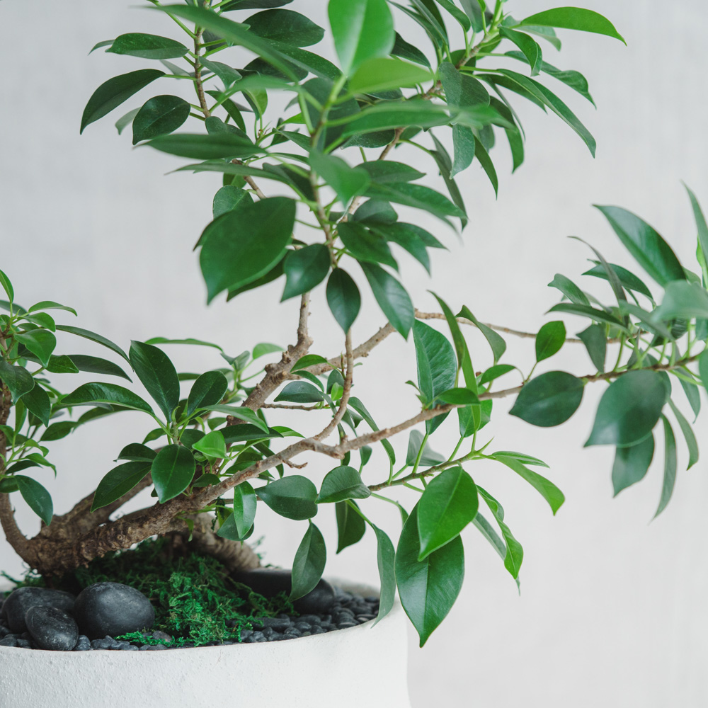 一点もの】ガジュマル/SERAX(セラックス)/Vase Earth S H22.5cm | 青山