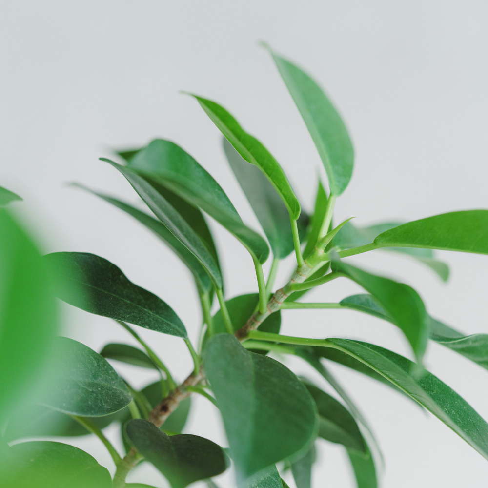 一点もの】ガジュマル/SERAX(セラックス)/Vase Earth S H22.5cm | 青山