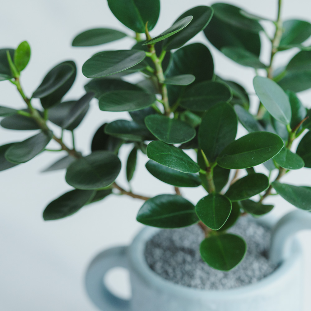 一点もの】パンダガジュマル/Bloomingville(ブルーミングヴィル