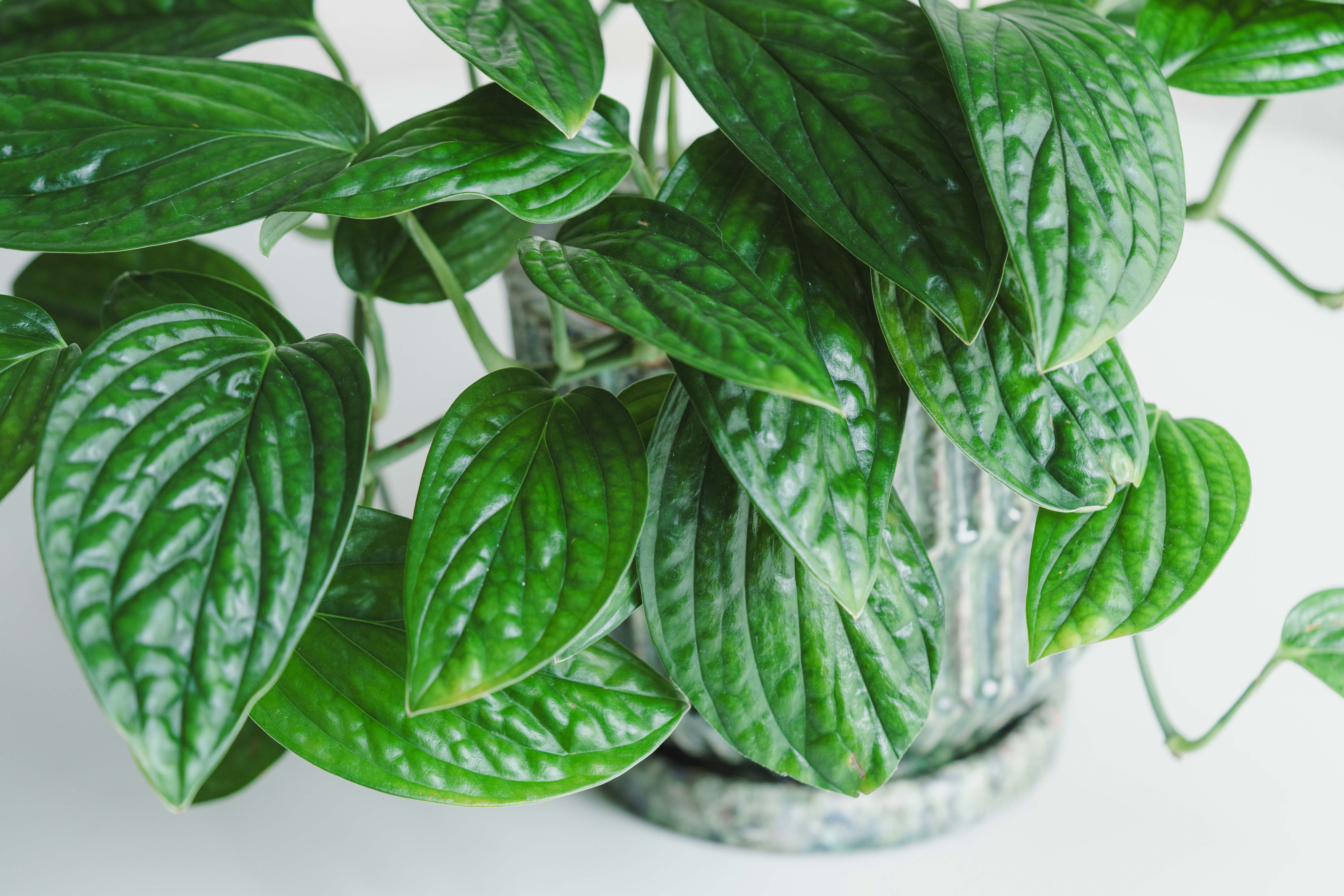 一点もの】モンステラ ジェイド・シャトルコック/CARNAC(カルナック