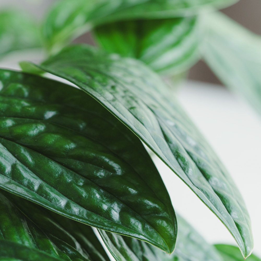 一点もの】モンステラ ジェイド・シャトルコック/CARNAC(カルナック