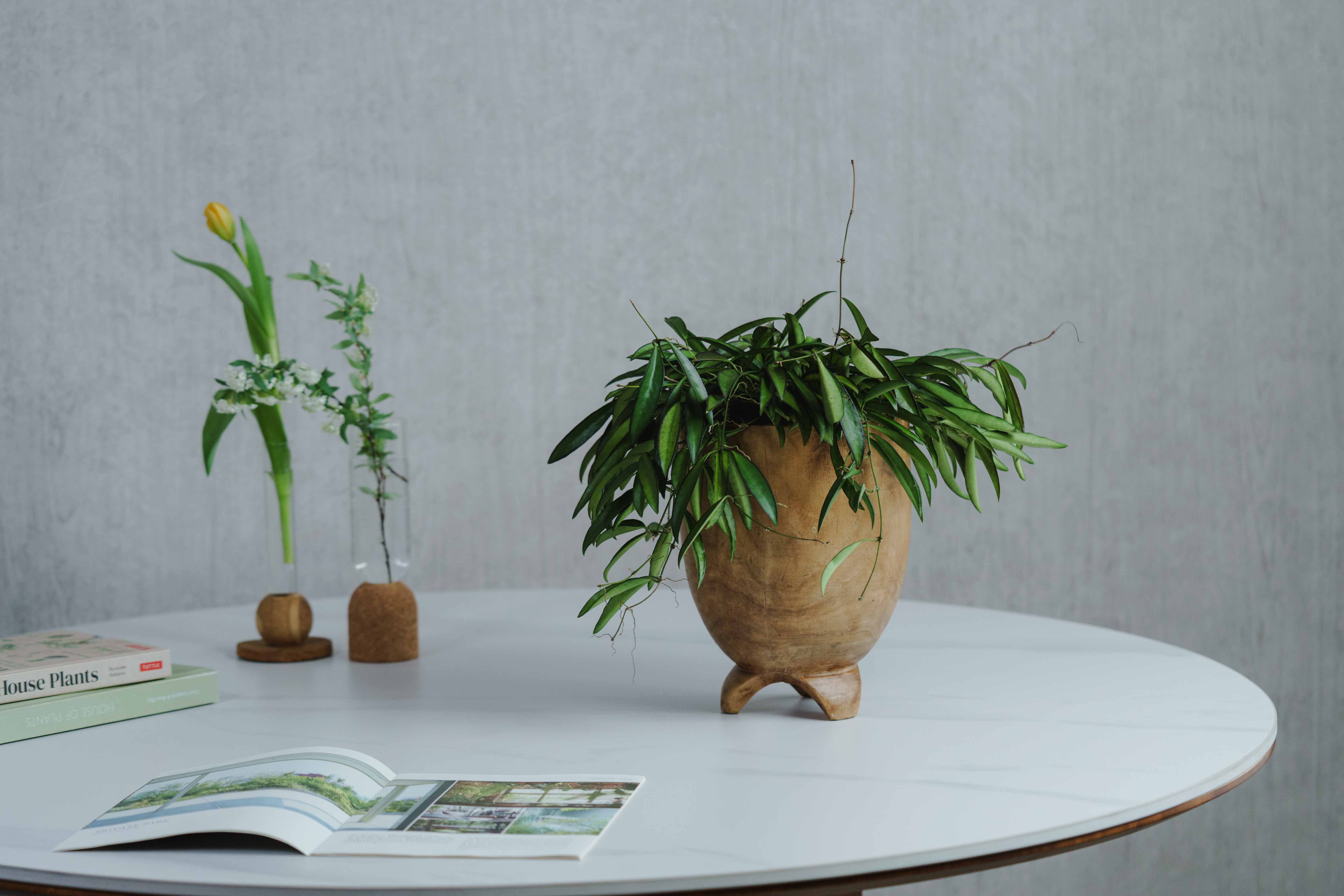 一点もの】ホヤ・チャイナビーン/FARM(ファーム)/ダーシャTL 23 | 青山