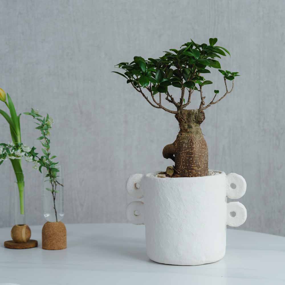 一点もの】ガジュマル/SERAX(セラックス)/Pot Marie φ18 | 青山