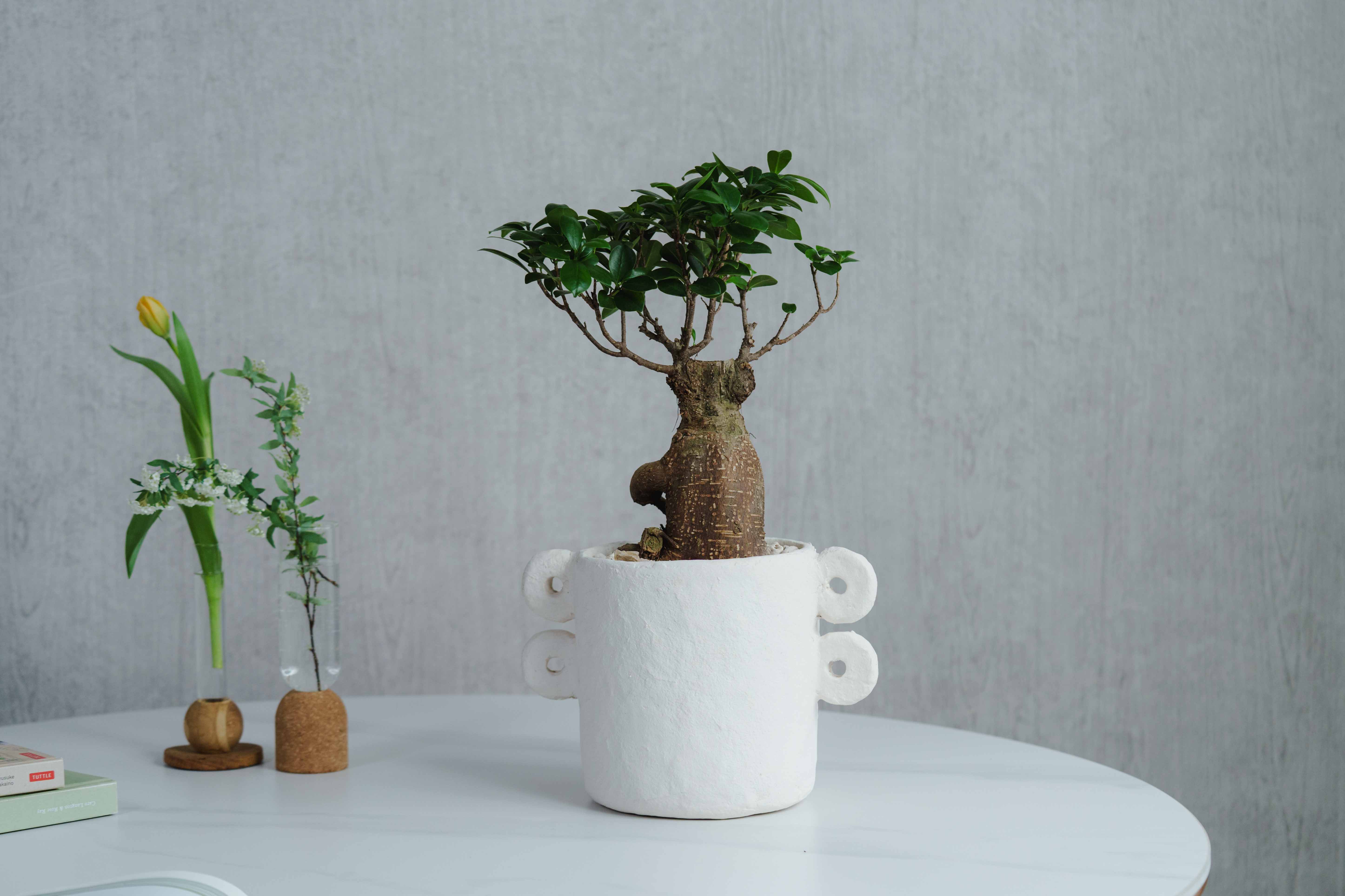 一点もの】ガジュマル/SERAX(セラックス)/Pot Marie φ18 | 青山