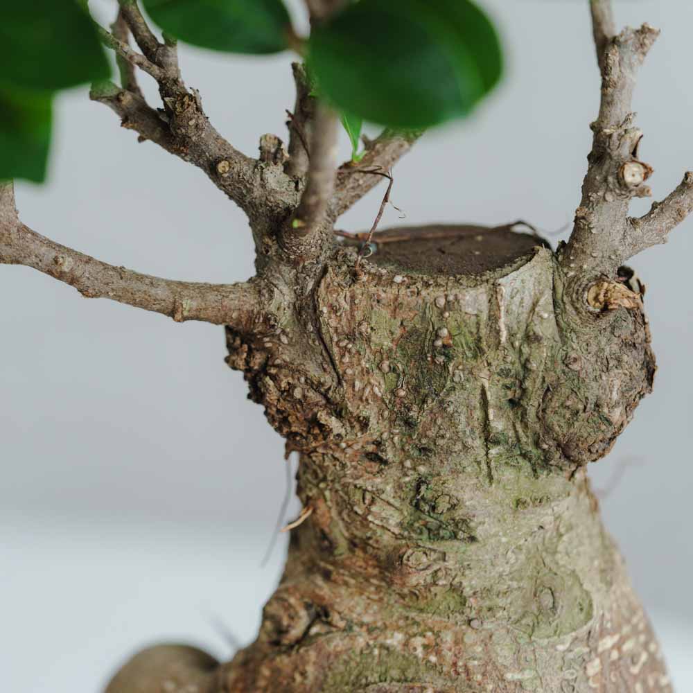 一点もの】ガジュマル/SERAX(セラックス)/Pot Marie φ18 | 青山