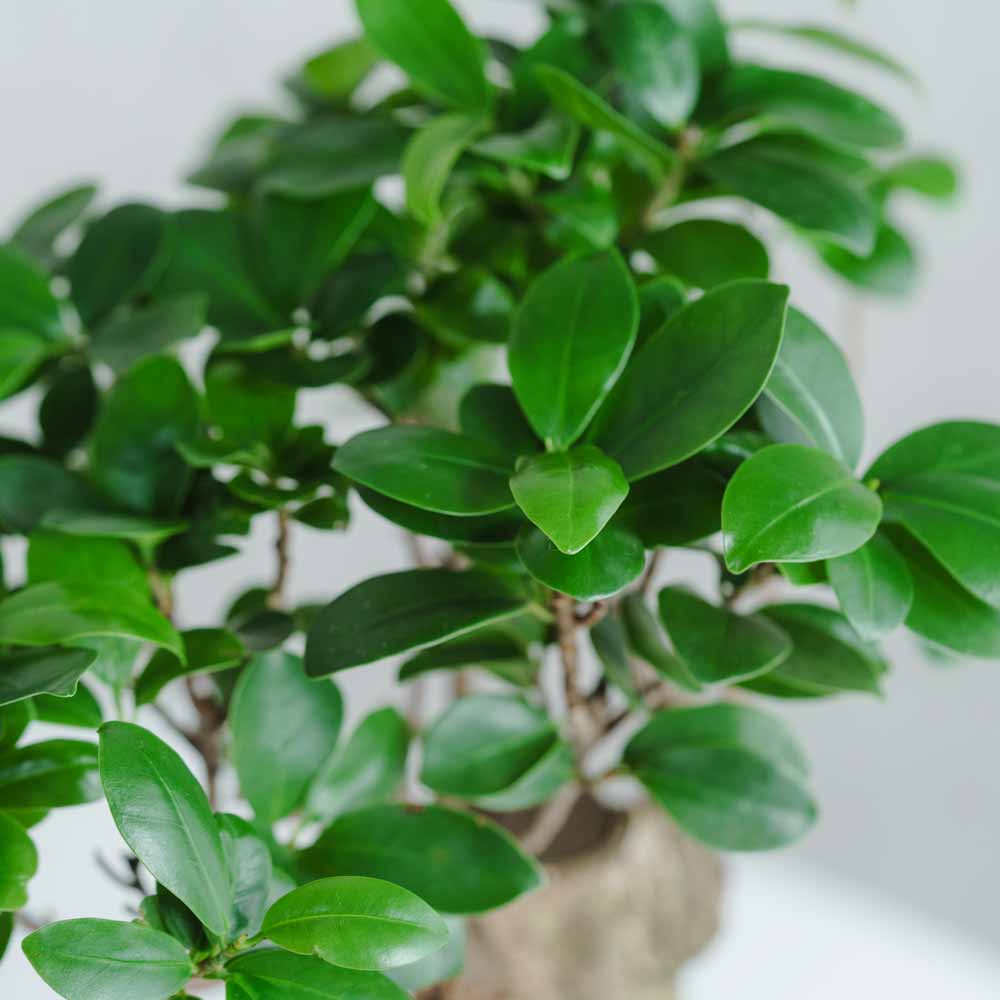 一点もの】ガジュマル/SERAX(セラックス)/Pot Marie φ18 | 青山