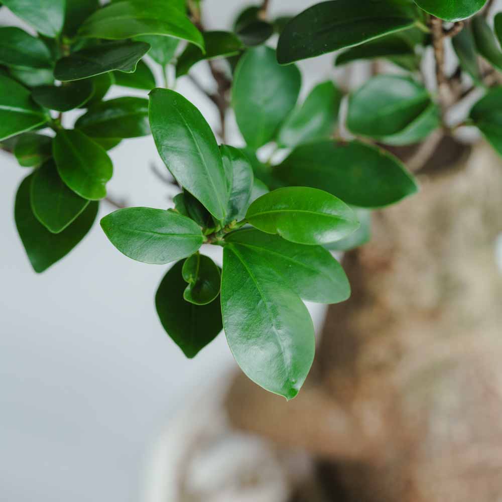 一点もの】ガジュマル/SERAX(セラックス)/Pot Marie φ18 | 青山