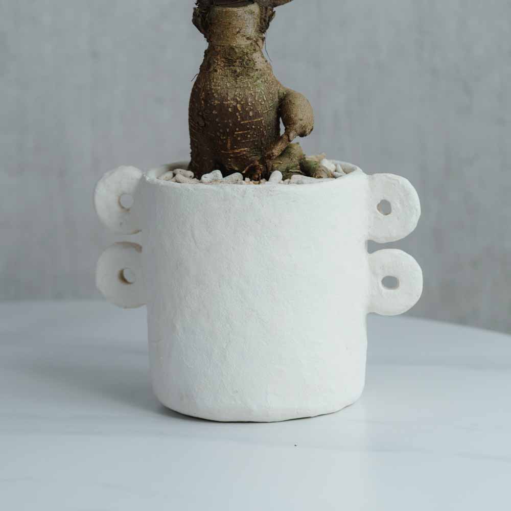 一点もの】ガジュマル/SERAX(セラックス)/Pot Marie φ18 | 青山