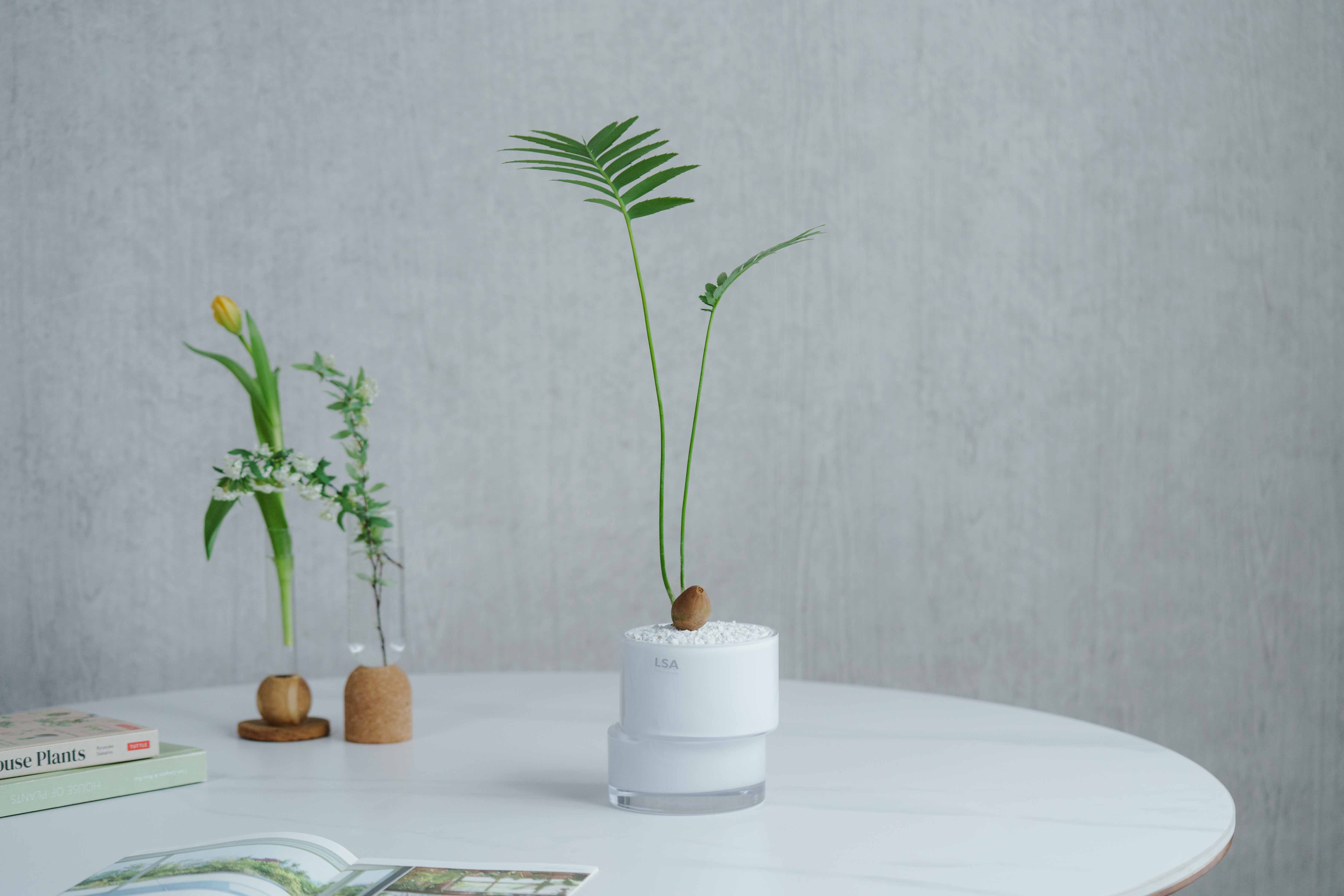 一点もの】ディオーン・スピヌローサム/LSA International