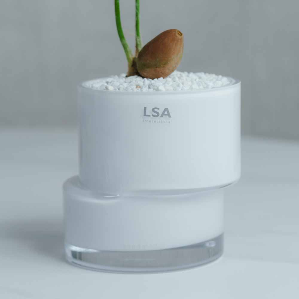 一点もの】ディオーン・スピヌローサム/LSA International