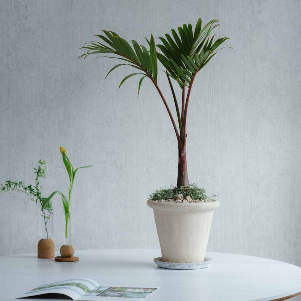 一点もの】トックリヤシモドキ/DOMANI(ドマーニ)/アントワープ24