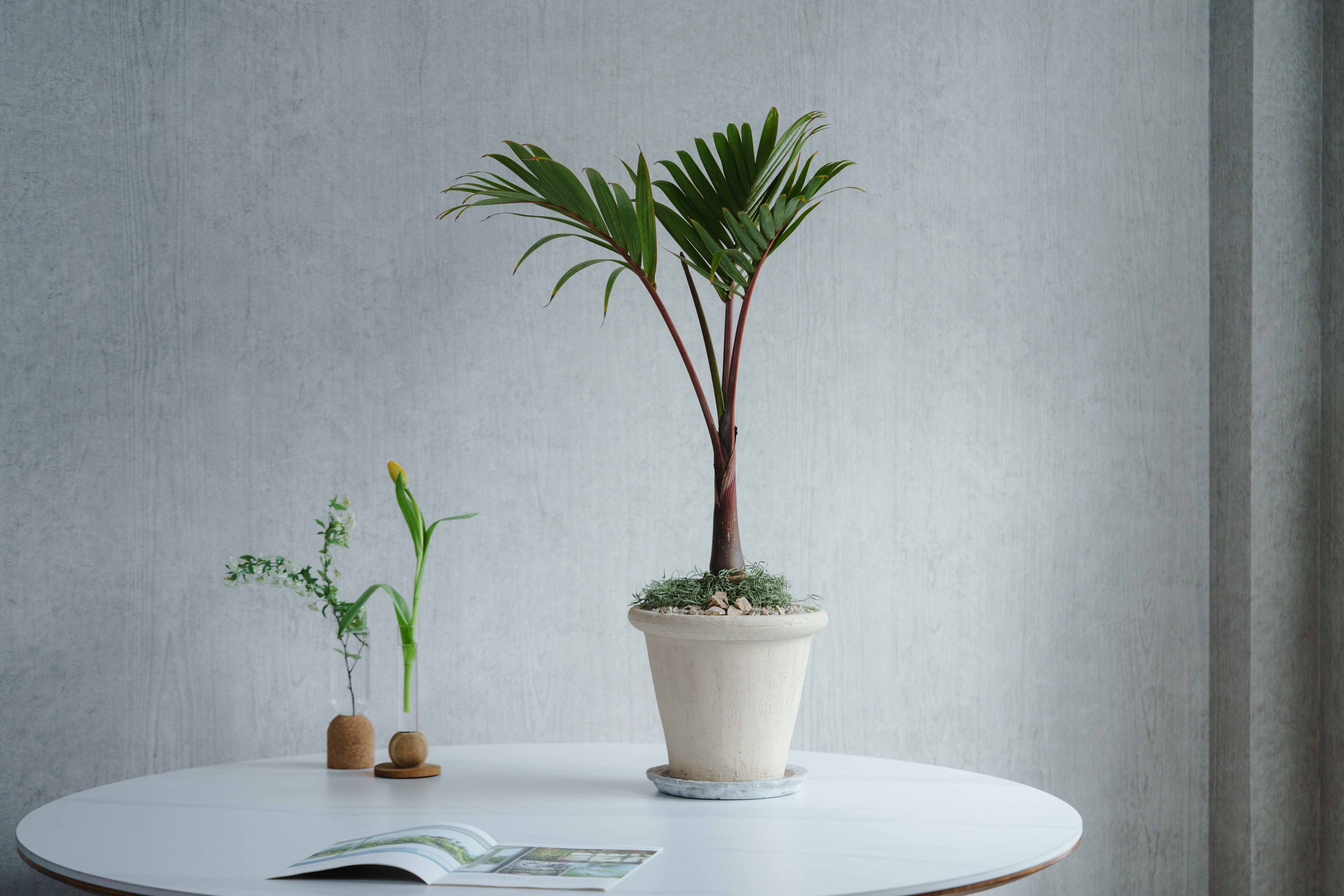 一点もの】トックリヤシモドキ/DOMANI(ドマーニ)/アントワープ24