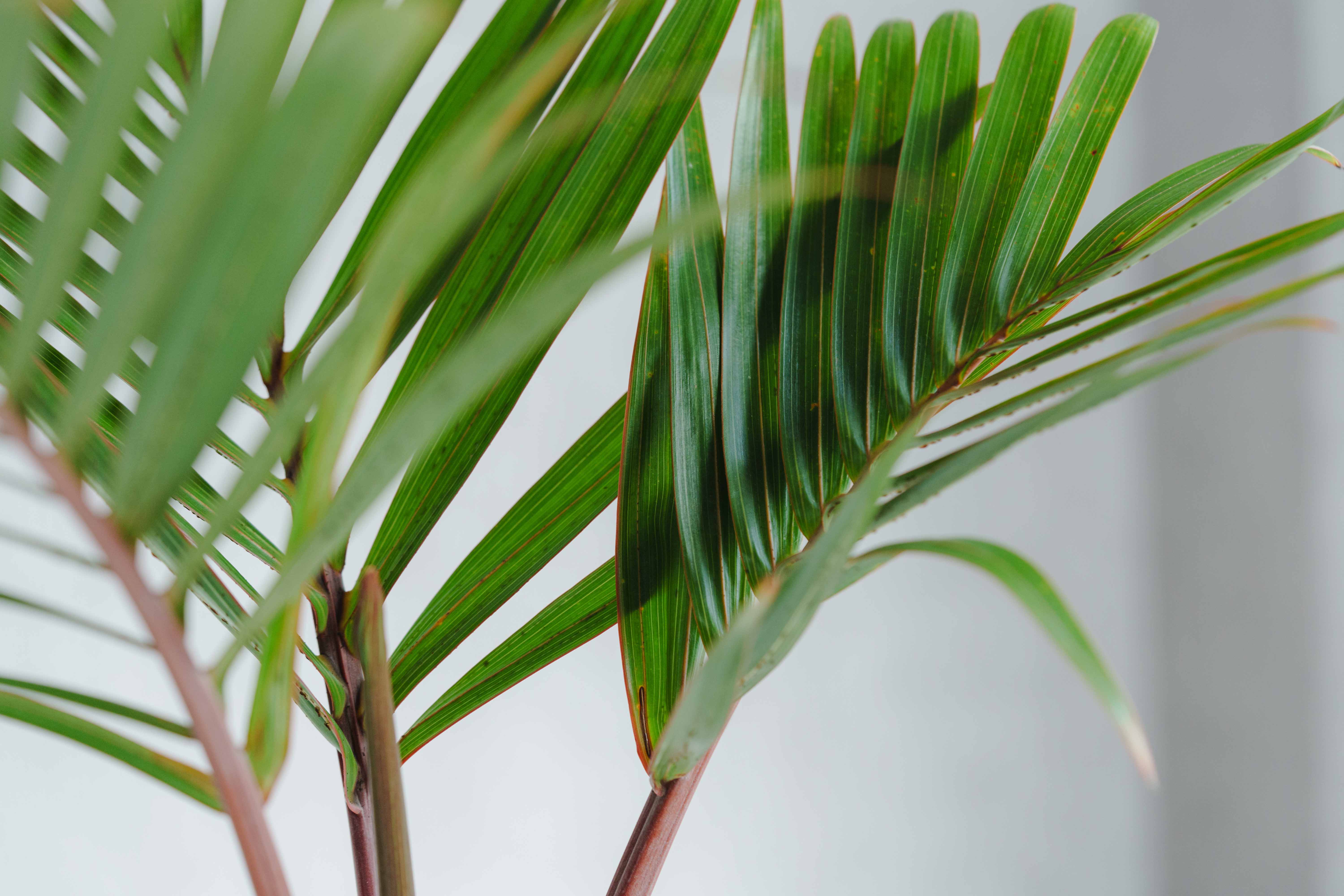 一点もの】トックリヤシモドキ/DOMANI(ドマーニ)/アントワープ24