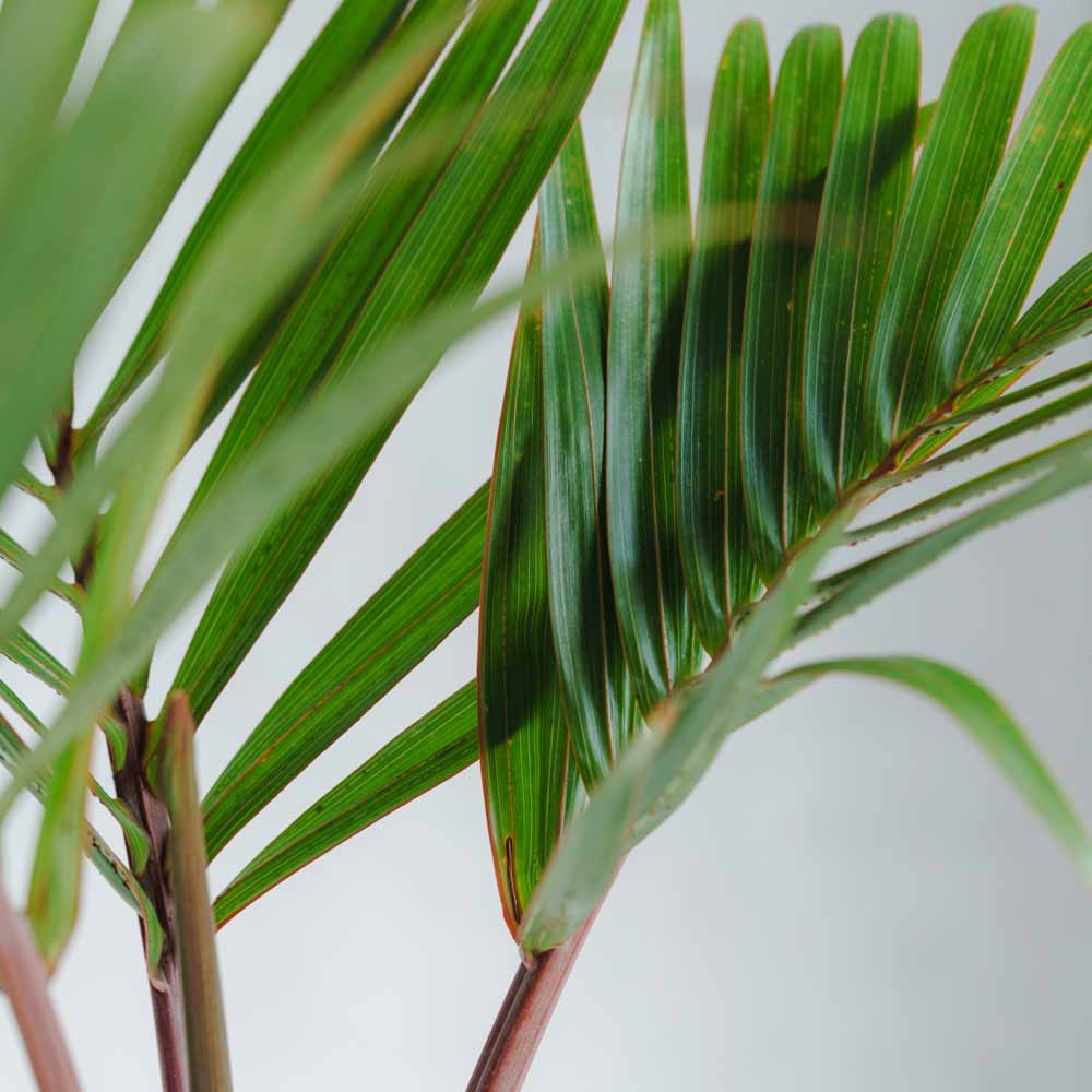 一点もの】トックリヤシモドキ/DOMANI(ドマーニ)/アントワープ24