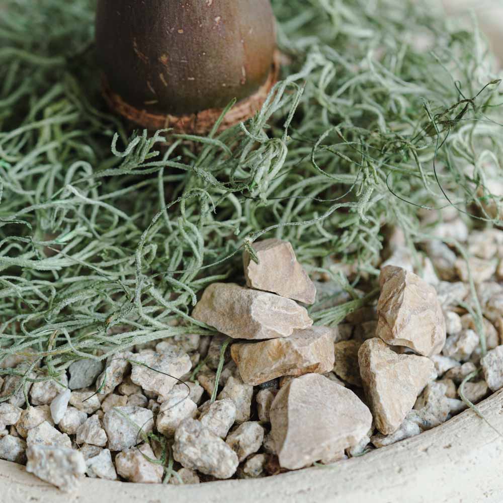 一点もの】トックリヤシモドキ/DOMANI(ドマーニ)/アントワープ24