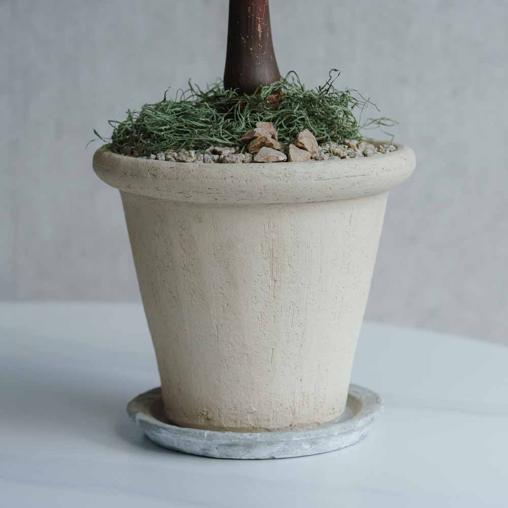 一点もの】トックリヤシモドキ/DOMANI(ドマーニ)/アントワープ24