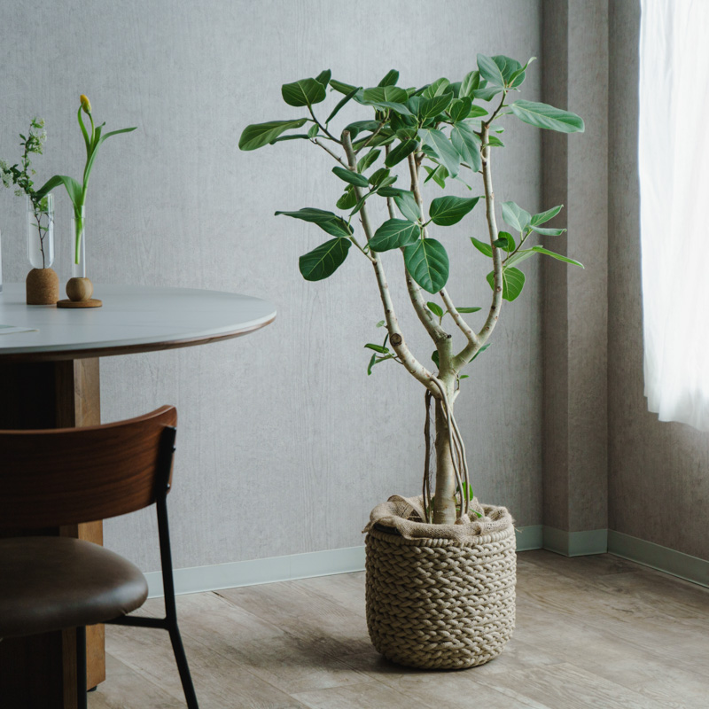 大鉢サイズ | 青山フラワーマーケット | 青山フラワーマーケット｜花束