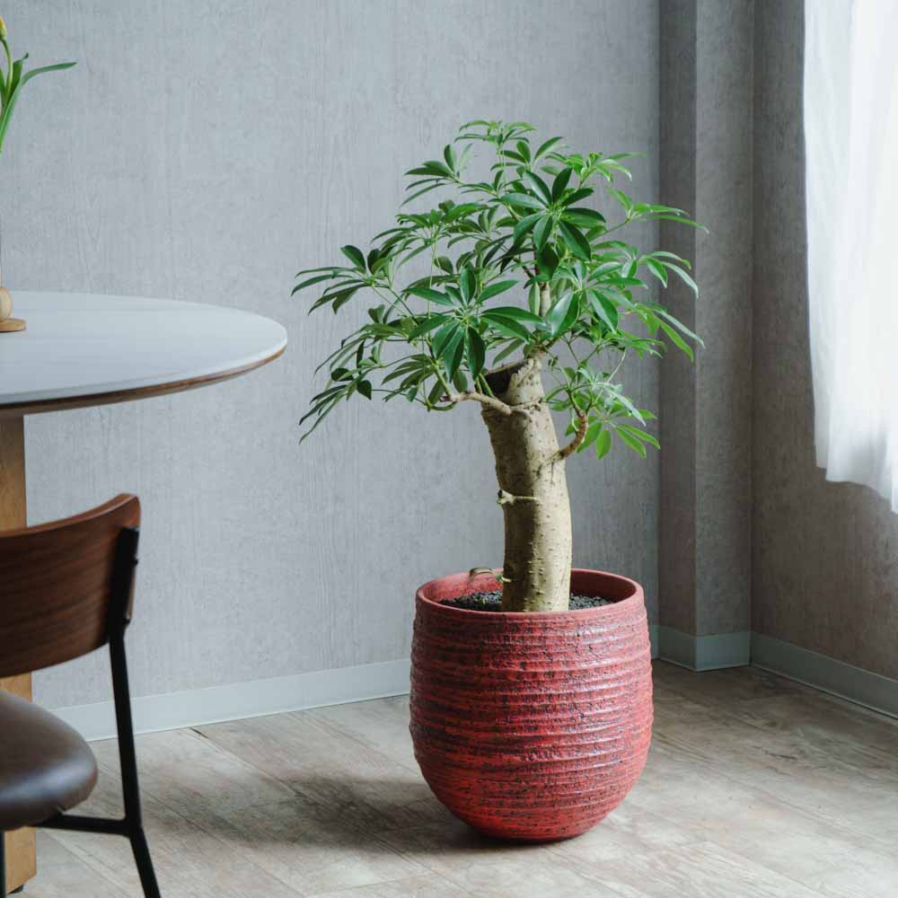 一点もの】シェフレラ/DOMANI(ドマーニ)/ロドスポット35 レッド | 青山