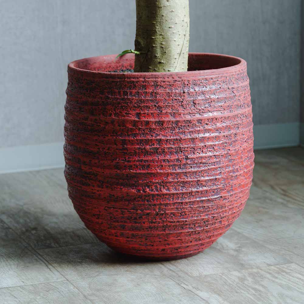 一点もの】シェフレラ/DOMANI(ドマーニ)/ロドスポット35 レッド | 青山